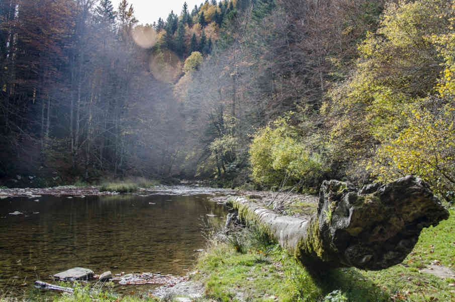Comunidad Foral de Navarra 032 - Selva de Irati - rio Irati.jpg